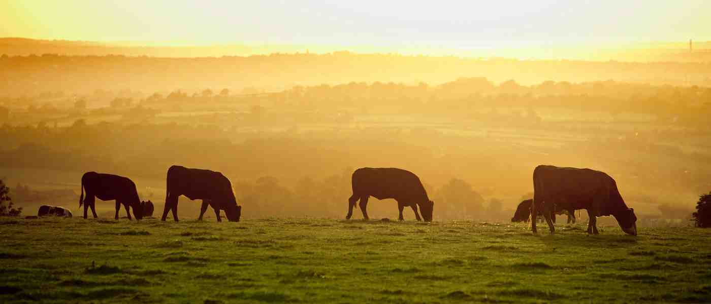 The Ultimate Website Checklist for Small Family Farms: Turn Your Site Into a Conversion Machine