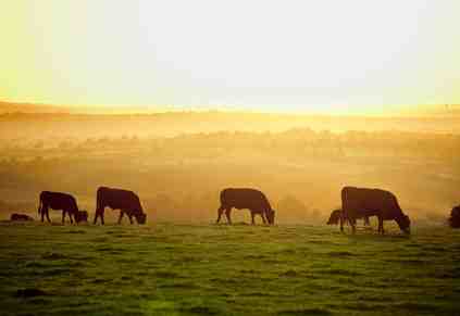 The Ultimate Website Checklist for Small Family Farms: Turn Your Site Into a Conversion Machine