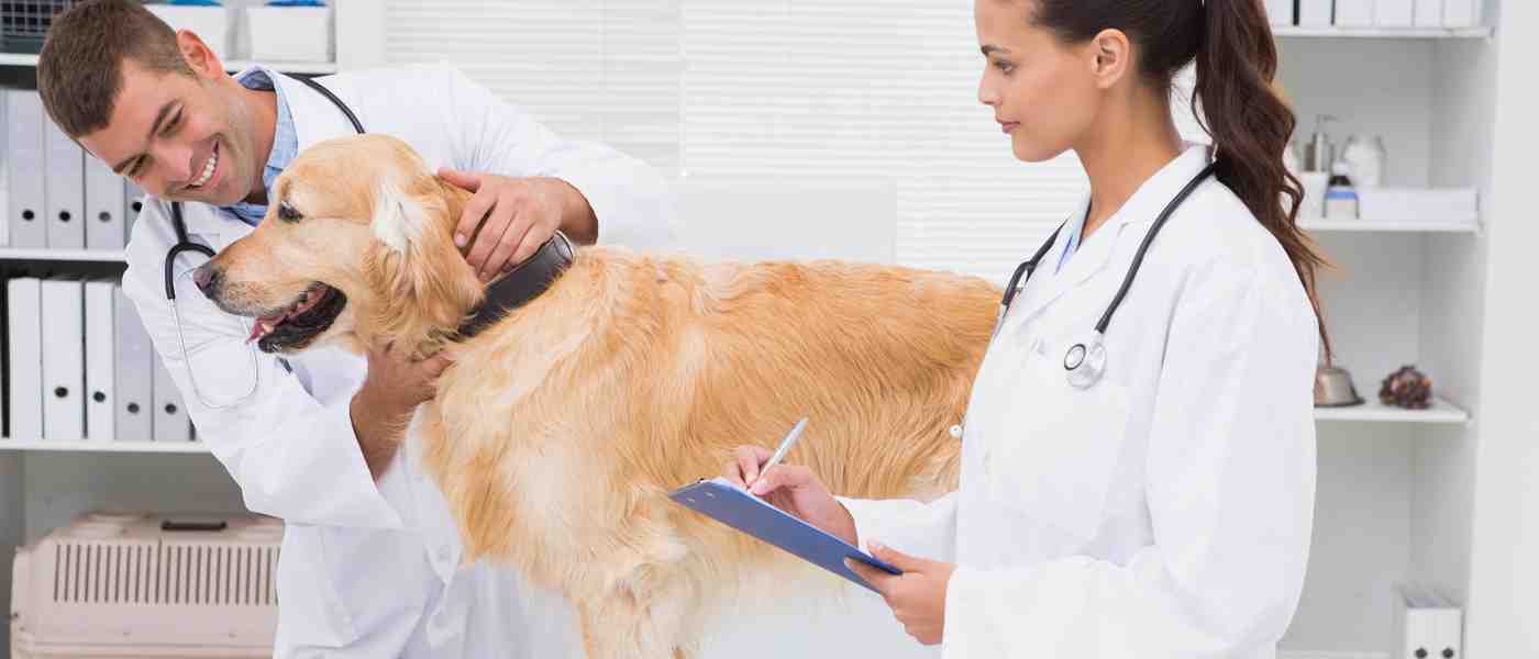 5 Veterinary Clinic SEO Tips to Increase Local Rankings