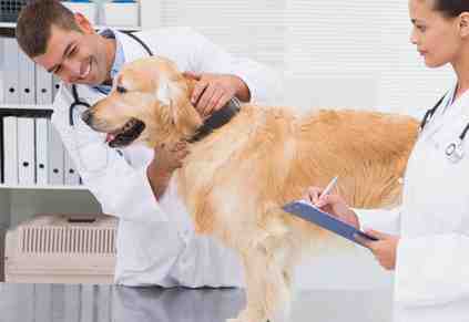 Vet Clinics That Never Discount Still Have Waitlists. Here's What Their Website Does Differently.