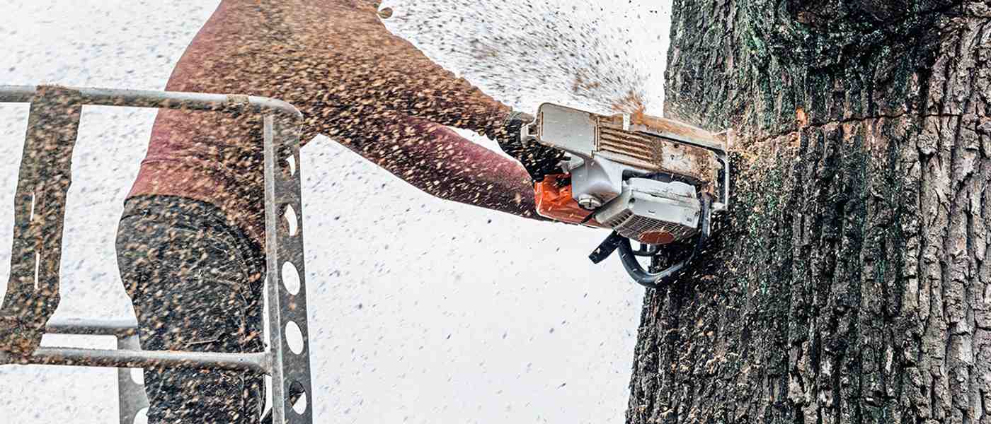 5 Tips for Using Google My Business to Attract New Customers to Your Tree Service