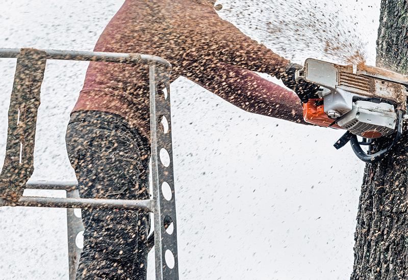5 Tips for Using Google My Business to Attract New Customers to Your Tree Service