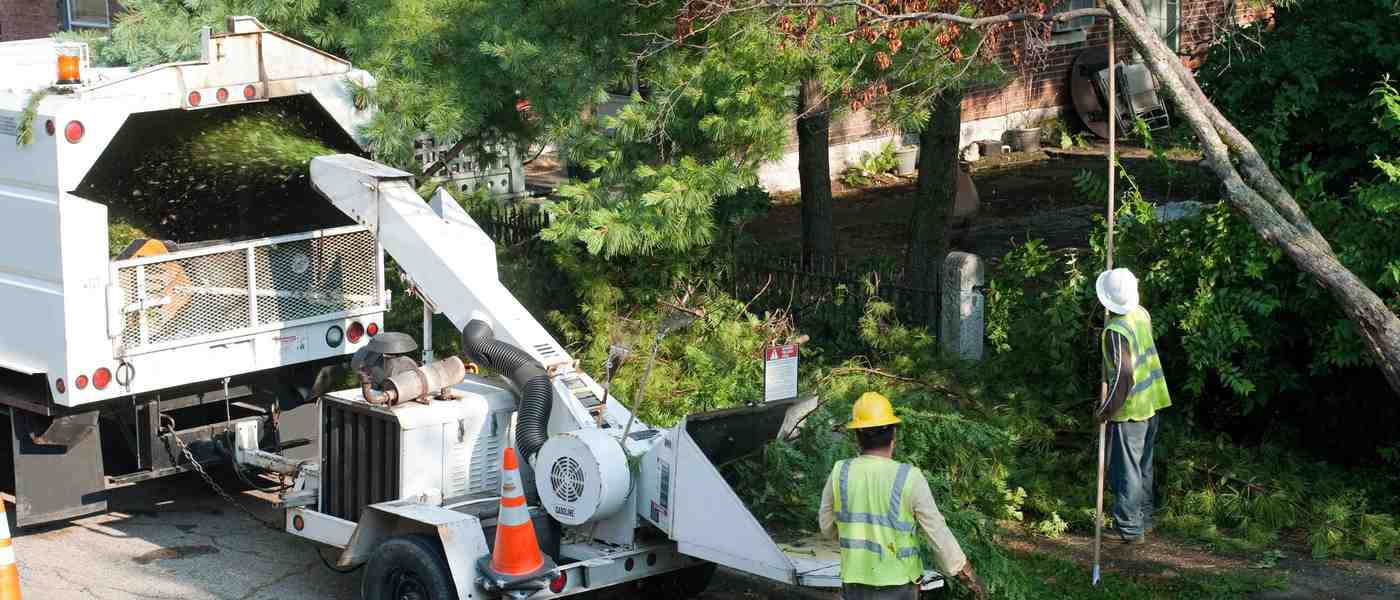 Use These 3 Types of Google Ads to Market Your Tree Service