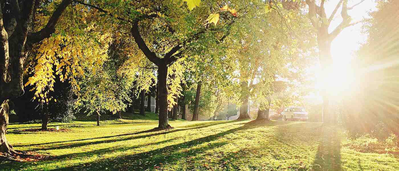 Why Google Reviews are Important for Growing Your Tree Service Business
