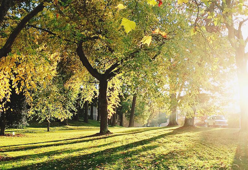 Why Google Reviews are Important for Growing Your Tree Service Business