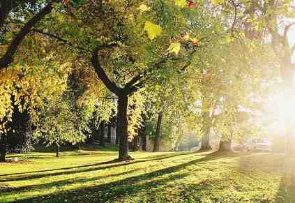 Why Google Reviews are Important for Growing Your Tree Service Business