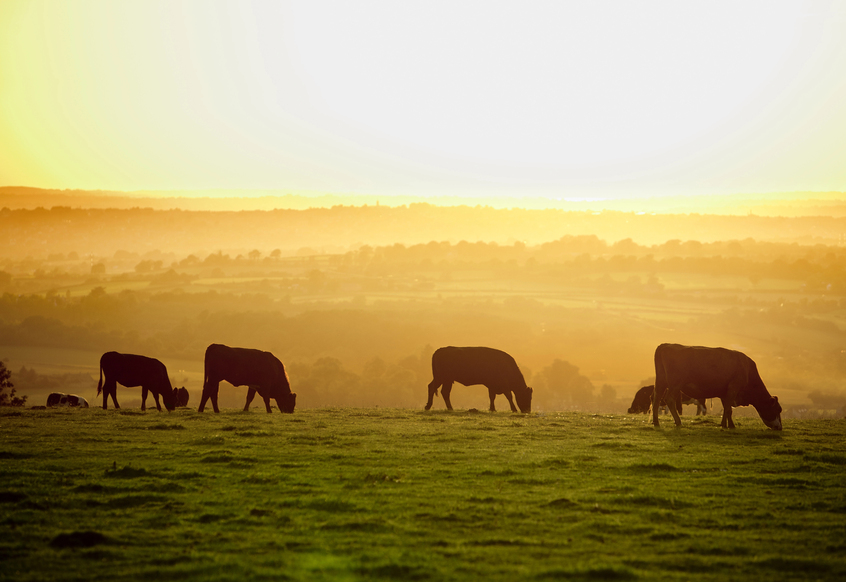 The Ultimate Website Checklist for Small Family Farms: Turn Your Site Into a Conversion Machine
