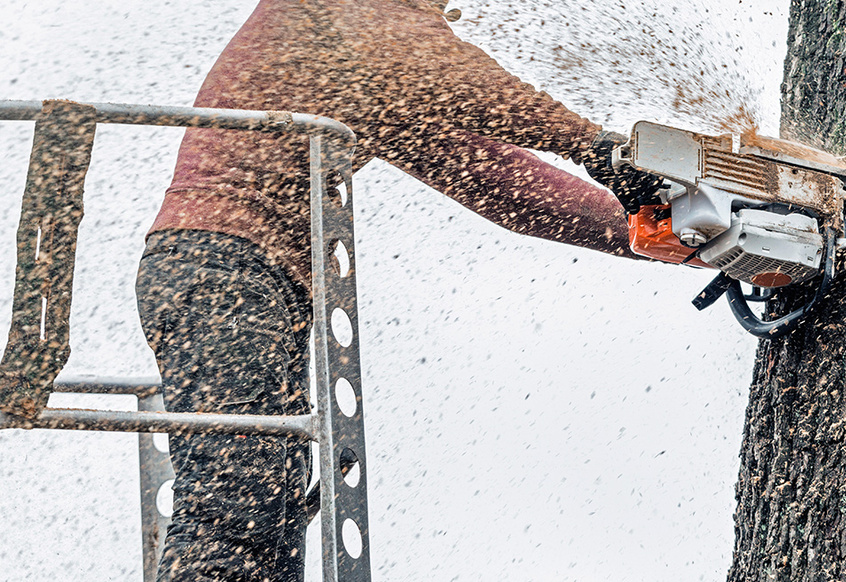 5 Tips for Using Google My Business to Attract New Customers to Your Tree Service