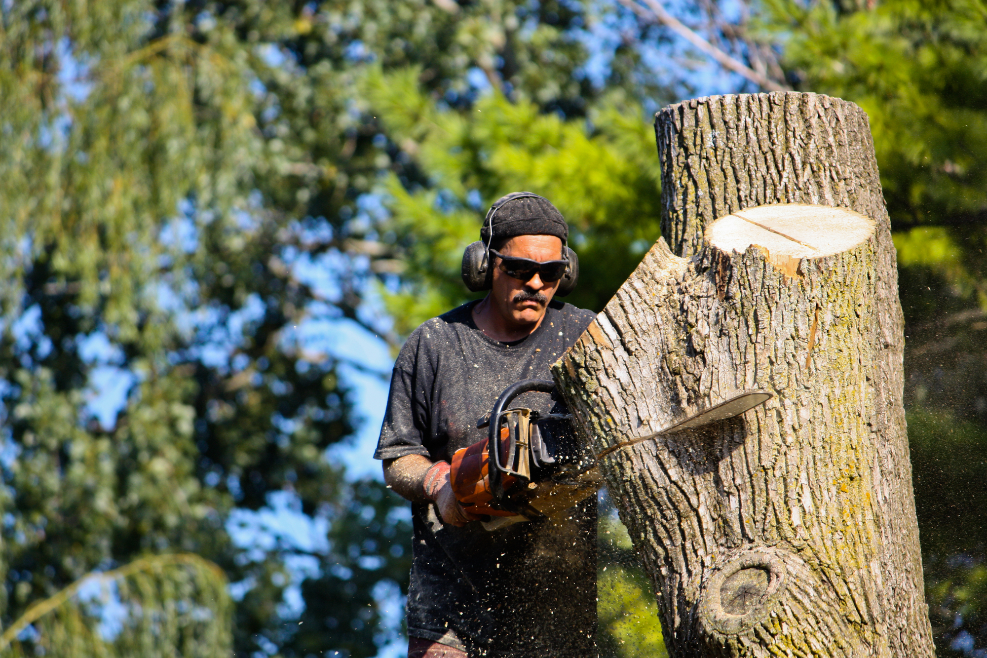 4 Tree Service Marketing Tips For Real, Fast Growth
