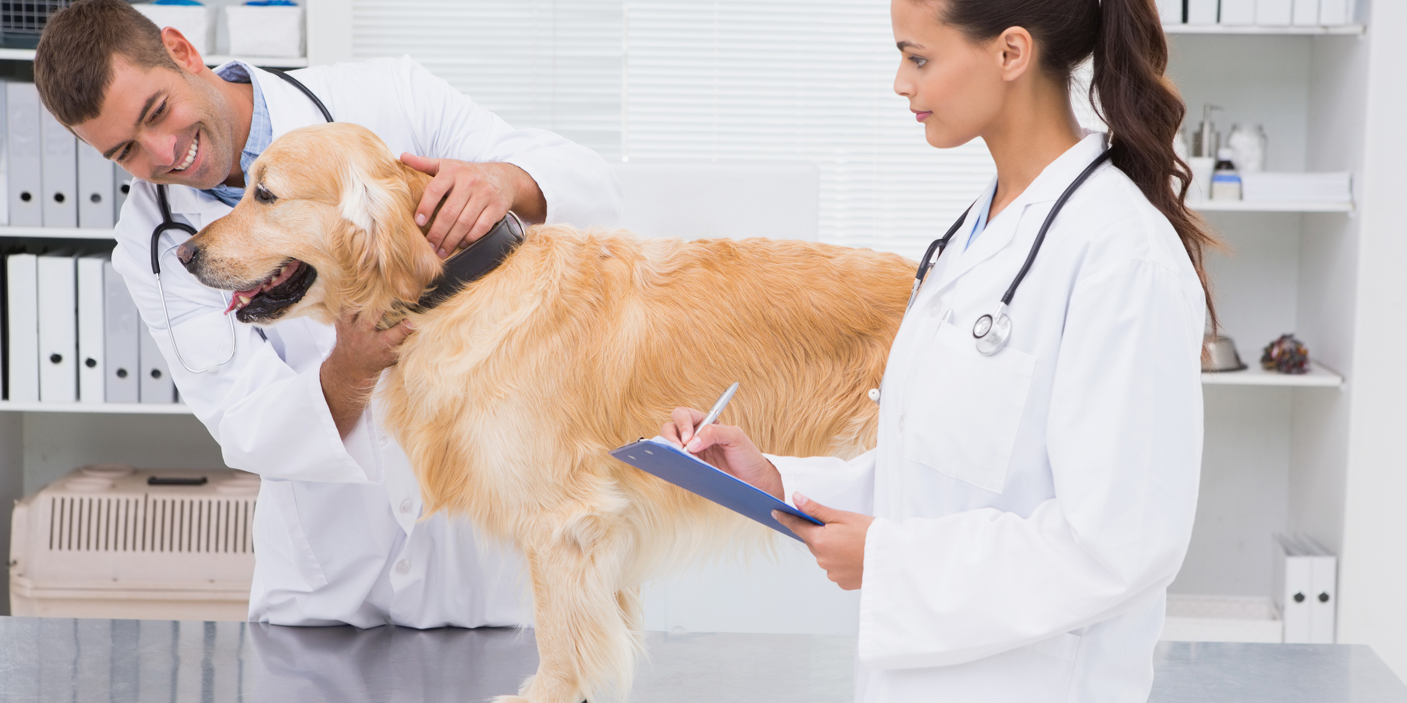 5 Veterinary Clinic SEO Tips to Increase Local Rankings
