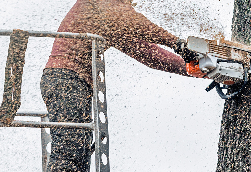 5 Tips for Using Google My Business to Attract New Customers to Your Tree Service